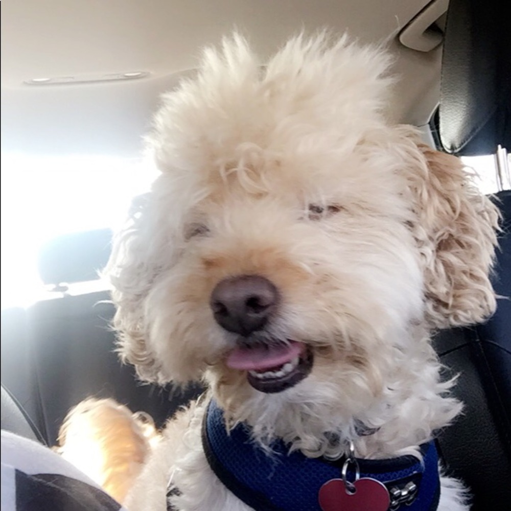 Meet your Posher, Bahar